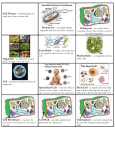 1. Cell Membrane – regulates the