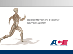 Human Movement Systems: Nervous System