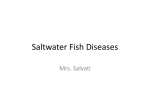 Saltwater Fish Diseases