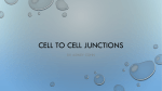 Cell to cell junctions