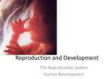 Reproduction and Development