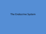 The Endocrine System