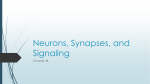 Neurons, Synapses, and Signaling