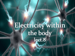 Electricity within the body