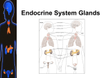 Endocrine System Glands - Fall River Public Schools