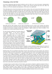 Morphology of the Cell Wall