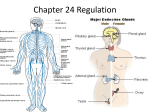 Chapter 24 Regulation