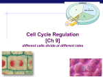 CH 9 - Mitosis Regualtion only - Liberty Union High School District