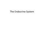 What the Endocrine System Does