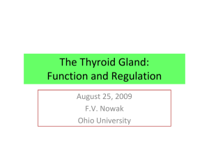 The Thyroid Gland: Function and Regulation