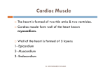 Cardiac Muscle 2