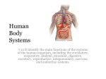 Human Body Systems