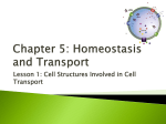 Chapter 5: Homeostasis and Transport