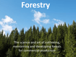 Forestry