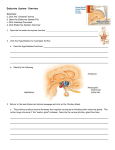 Endocrine System: Overview