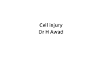 cell ijjury yemen 2