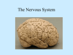 Nervous/Endocrine Notes