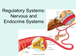 Regulation Systems: Nervous and Endocrine Systems
