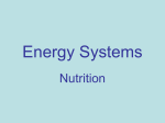 Energy Systems - margolis sport exercise
