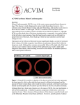 Cardiology Fact Sheet ACVIM Fact Sheet: Dilated Cardiomyopathy