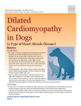 dilated_cardiomyopathy_in_dogs