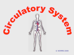 Circulatory system - physicsinfo.co.uk