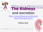Chapter 9 The Kidneys and Excretion