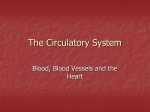 The Circulatory System