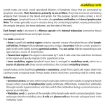 medullary cords