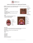 Anatomy and Physiology of the Velopharyngeal