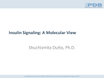 Insulin Signaling