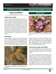 Jones cycladenia sPecies Fact sheet