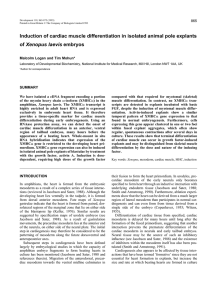 Induction of cardiac muscle differentiation in isolated