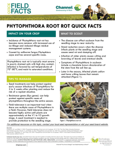 Phytophthora Root Rot Quick Facts