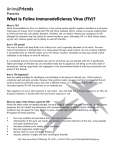 AnimalFriends What is Feline Immunodeficiency Virus (FIV)?