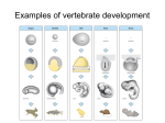 Examples of vertebrate development