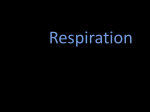 Respiration PPT Chrome Books File