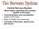 Nervous_System_Neurons