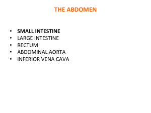 intestine rectum aorta vena cava