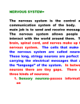 nervous system