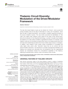 Thalamic Circuit Diversity: Modulation of the Driver/Modulator