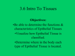 3.6 Intro To Tissues