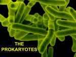 the prokaryotes