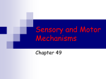 Sensory and Motor Mechanisms