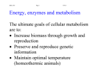 Energy, enzymes and metabolism
