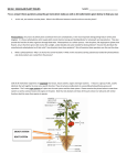 SBI 3U: VASCULAR PLANT TISSUES NAME: Please answer these