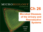 Microbial Diseases of the Urinary and Reproductive Systems