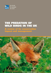 The Predation of Wild Birds in the UK