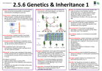 dihybrid cross: a genetic cross which examines the transmission of