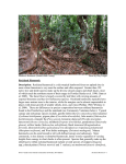 Rockland Hammock Description - Florida Natural Areas Inventory